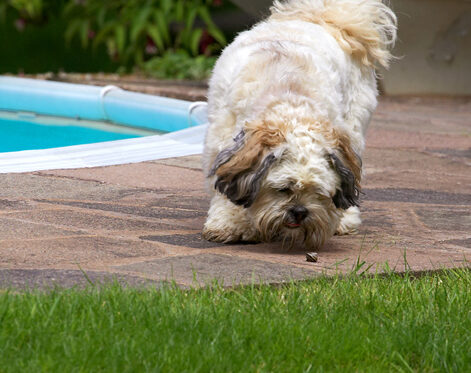 Dog, Dogs, Lhasa Apso, Monte, Tongue, Trigger