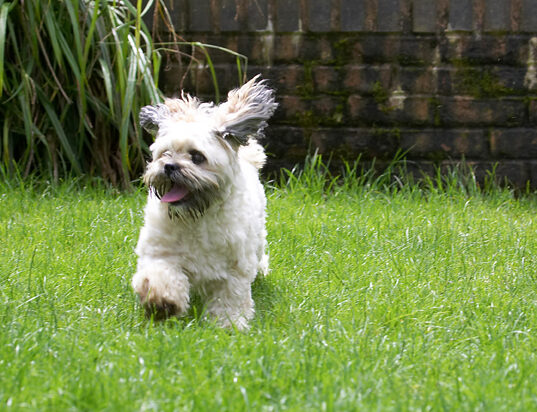 Dog, Dogs, Lhasa Apso, Monte, Tongue, Trigger