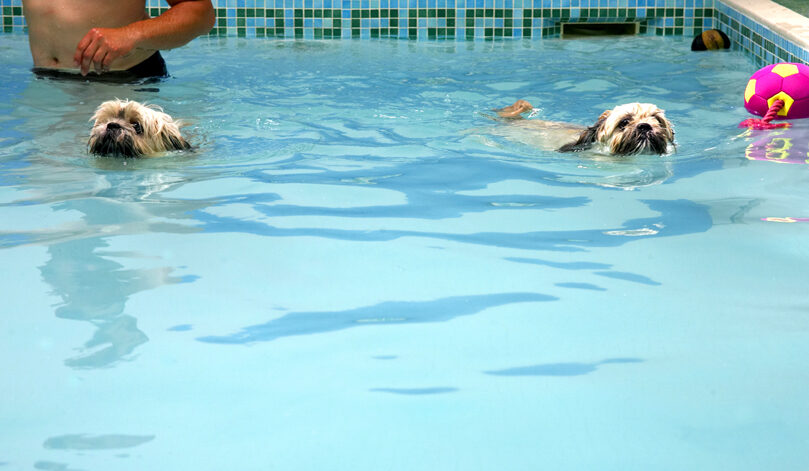 Dog, Dogs, Lhasa Apso, Monte, Swimming, Trigger
