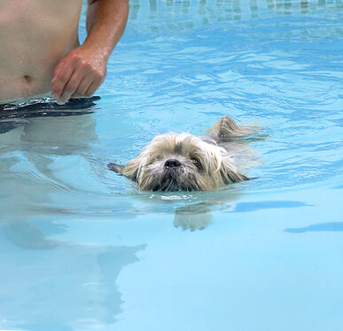 Dog, Dogs, Lhasa Apso, Monte, Swimming, Trigger