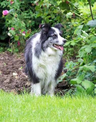 Collie, Dog, Dogs, Polly, Tongue