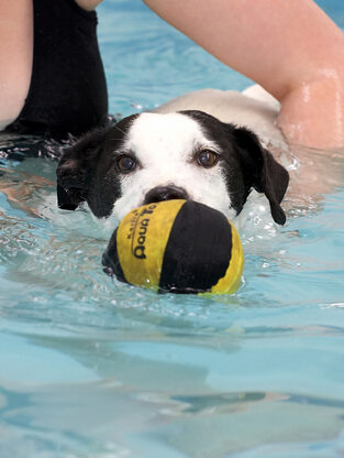 Jack Russell, Laura, Sam, Swimming, Terrier