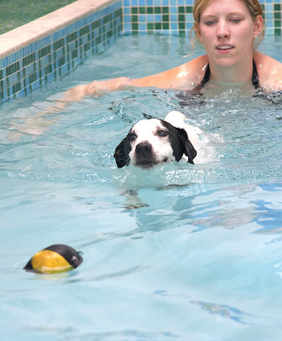 Jack Russell, Laura, Sam, Swimming, Terrier