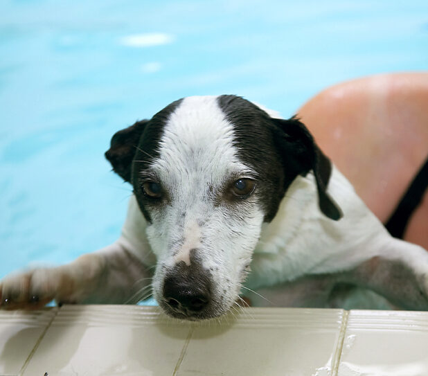 Jack Russell, Laura, Sam, Swimming, Terrier