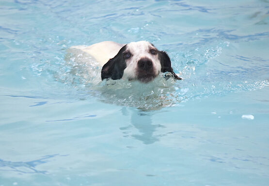 Jack Russell, Laura, Sam, Swimming, Terrier