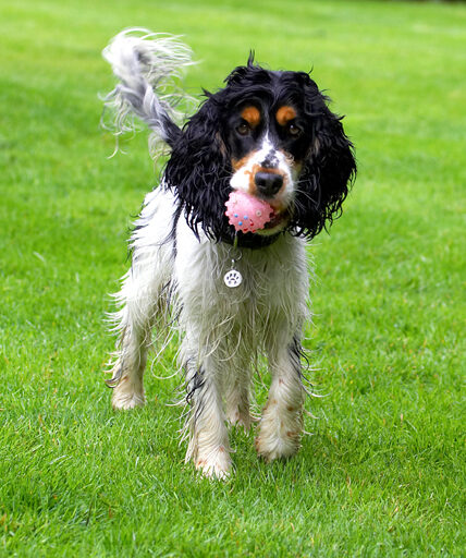 Cocker Spaniel, Dog, Dogs, Spaniels, Tongue, Ziggy