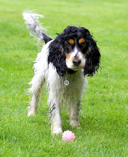 Cocker Spaniel, Dog, Dogs, Spaniels, Tongue, Ziggy