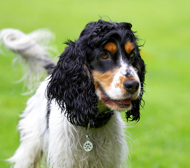 Cocker Spaniel, Dog, Dogs, Spaniels, Tongue, Ziggy