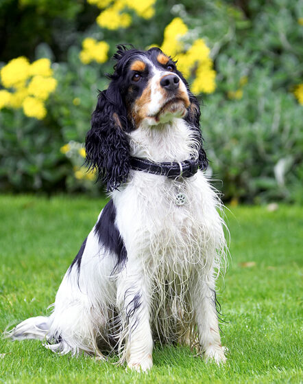 Cocker Spaniel, Dog, Dogs, Spaniels, Tongue, Ziggy