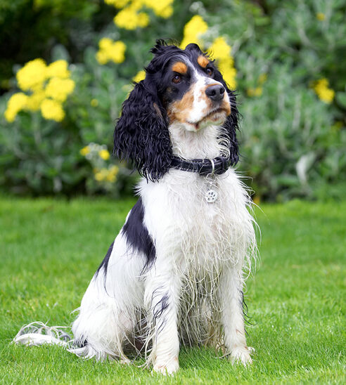 Cocker Spaniel, Dog, Dogs, Spaniels, Tongue, Ziggy