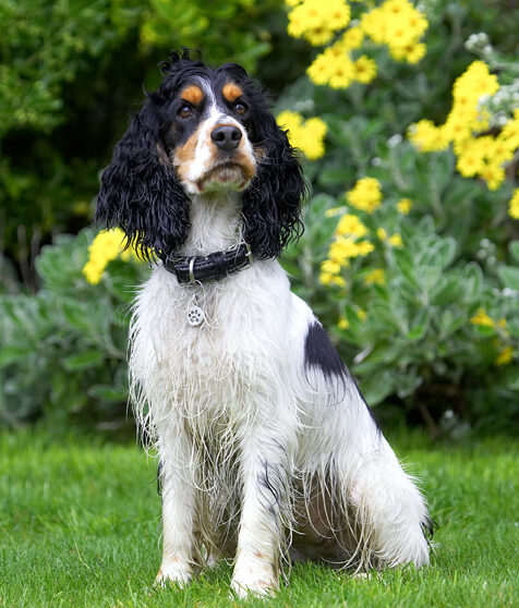Cocker Spaniel, Dog, Dogs, Spaniels, Tongue, Ziggy