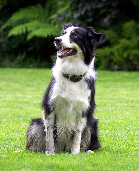 Border Collie, Collies, Dog, Dogs, Stinky, Tongue