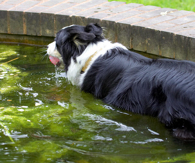 Border Collie, Collies, Dog, Dogs, Stinky, Tongue