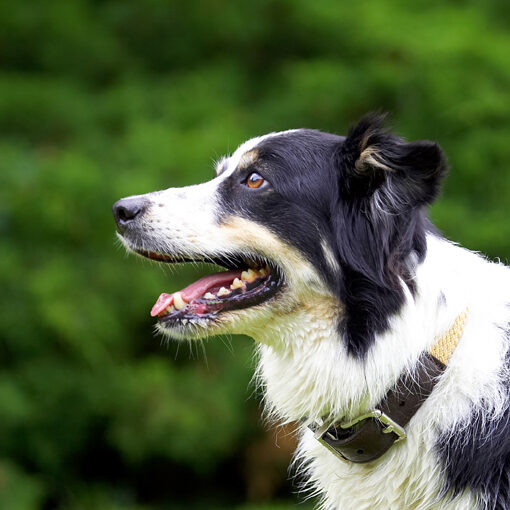 Border Collie, Collies, Dog, Dogs, Stinky, Tongue