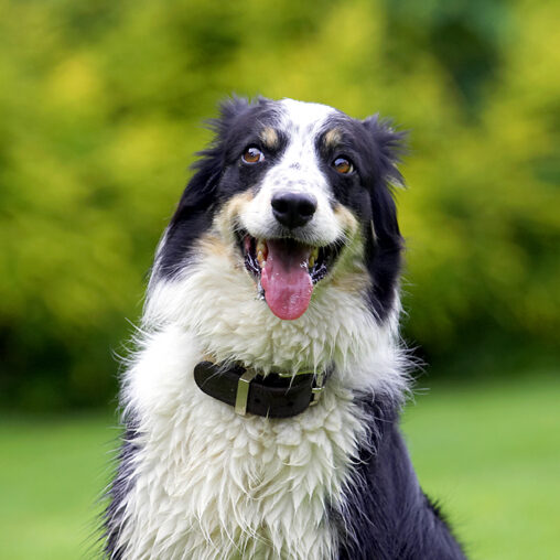 Border Collie, Collies, Dog, Dogs, Stinky, Tongue