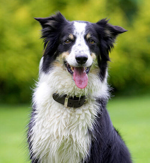 Border Collie, Collies, Dog, Dogs, Stinky, Tongue