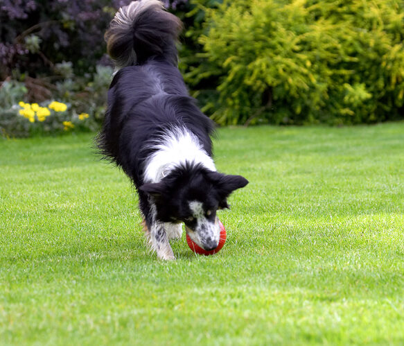 Border Collie, Collies, Dog, Dogs, Stinky, Tongue