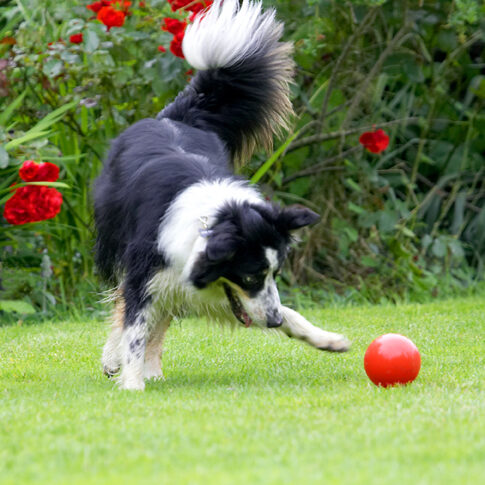 Border Collie, Collies, Dog, Dogs, Stinky, Tongue