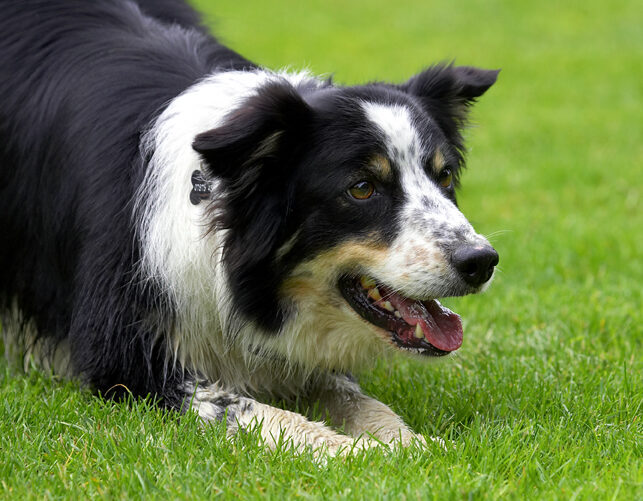 Border Collie, Collies, Dog, Dogs, Stinky, Tongue