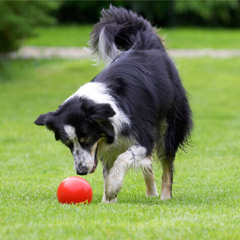 Border Collie, Collies, Dog, Dogs, Stinky, Tongue