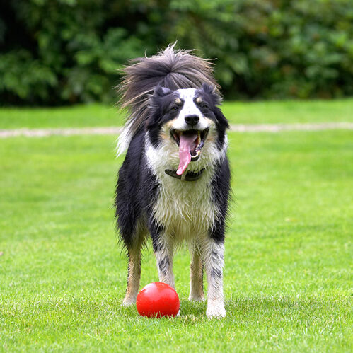Border Collie, Collies, Dog, Dogs, Stinky, Tongue
