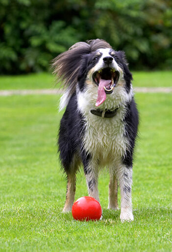 Border Collie, Collies, Dog, Dogs, Stinky, Tongue