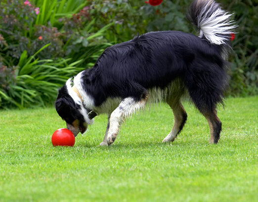 Border Collie, Collies, Dog, Dogs, Stinky, Tongue