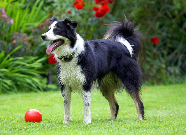 Border Collie, Collies, Dog, Dogs, Stinky, Tongue