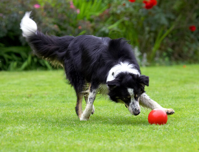 Border Collie, Collies, Dog, Dogs, Stinky, Tongue