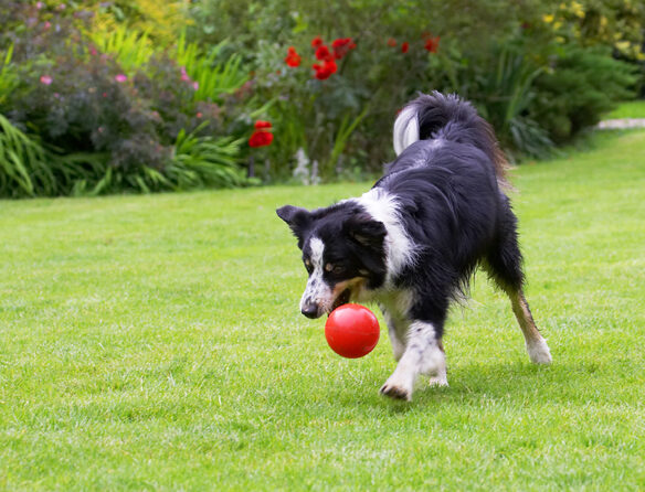 Border Collie, Collies, Dog, Dogs, Stinky, Tongue