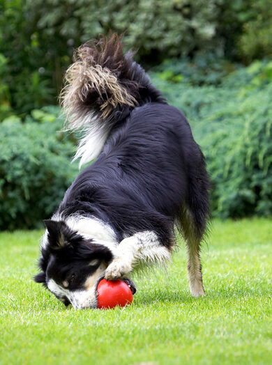 Border Collie, Collies, Dog, Dogs, Stinky, Tongue
