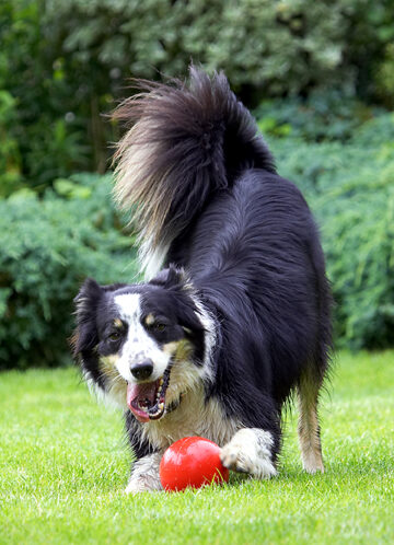 Border Collie, Collies, Dog, Dogs, Stinky, Tongue