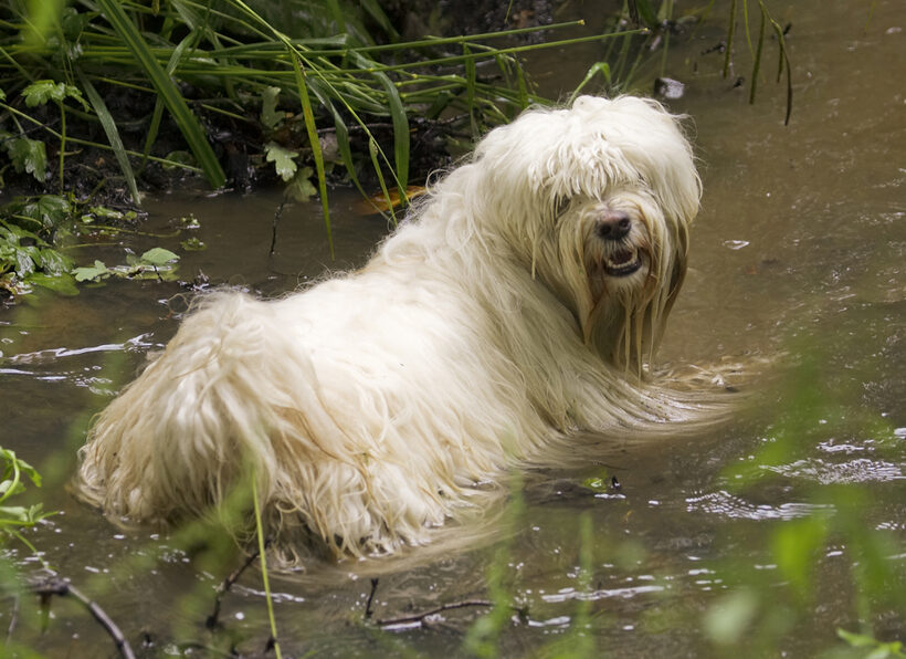 Dog, Dogs, Rupert, Terriers, Tibetan terrier