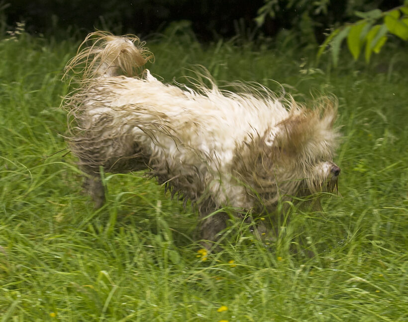 Dog, Dogs, Rupert, Terriers, Tibetan terrier
