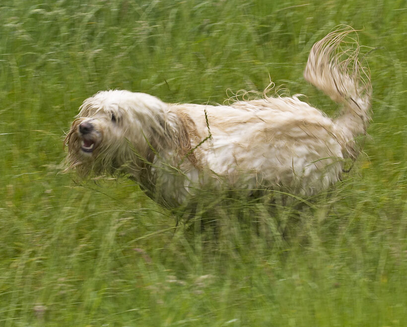 Dog, Dogs, Rupert, Terriers, Tibetan terrier
