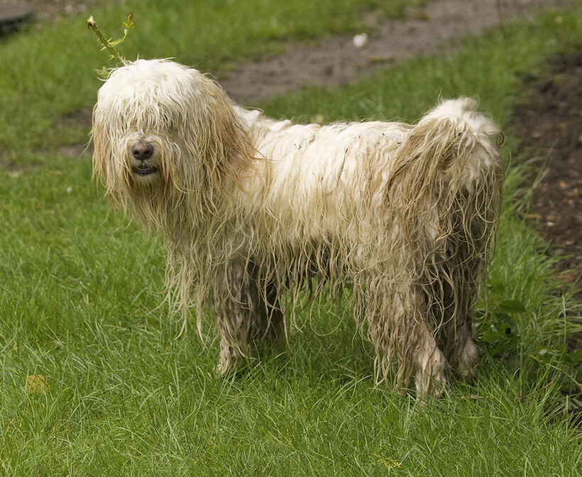 Dog, Dogs, Rupert, Terriers, Tibetan terrier