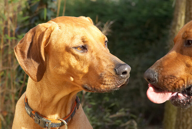 Kila waiting Simba enjoy his peanut butter