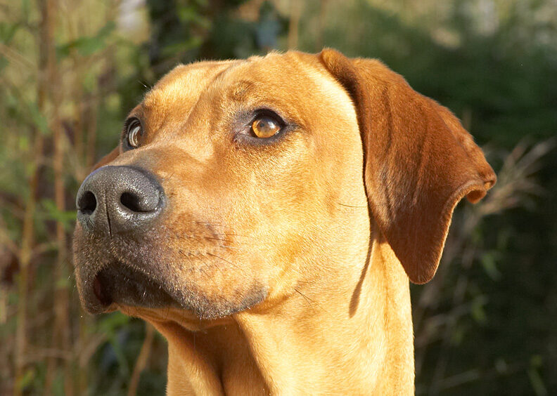 Kila looking to see if there is any more peanut butter on offer