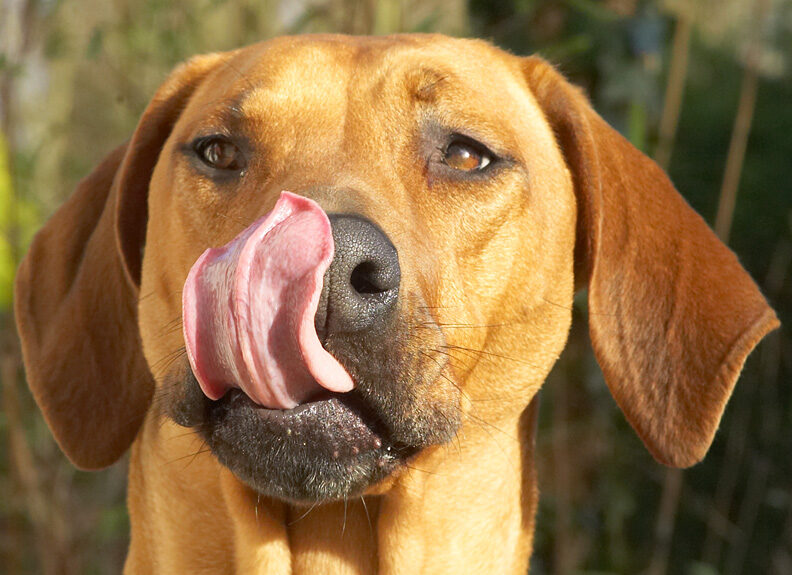 I knew I had this long tongue for a reason!
