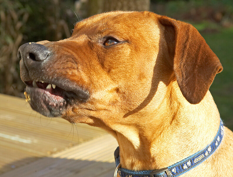 Simba enjoying the first mouthful of peanut butter