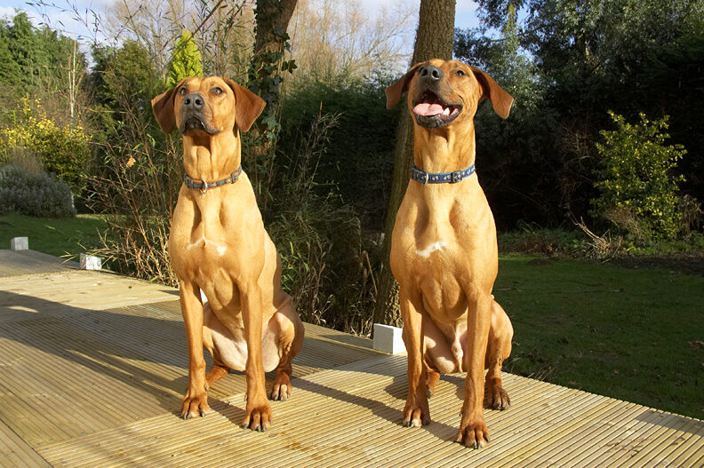 Kila & Simba