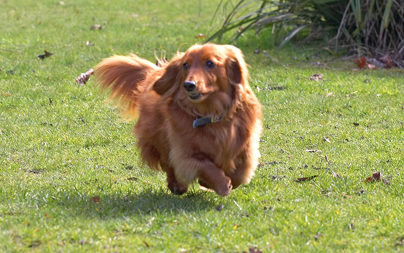 Molly Having A Run