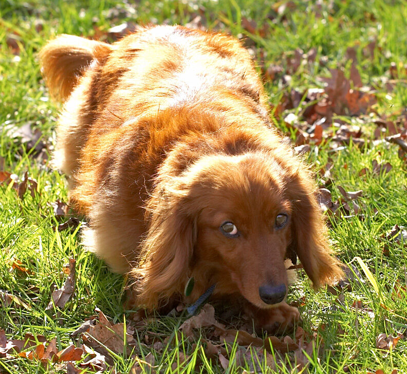 Molly in the Sunshine