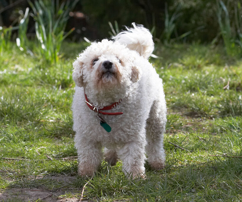 Animal, Animals, Arnie, Bichon Frise, Canine, Canines, Dog, Dogs, Land Mammal, Land Mammals, Play, Playing, Playtime, Terrestrial Mammal, Terrestrial Mammals