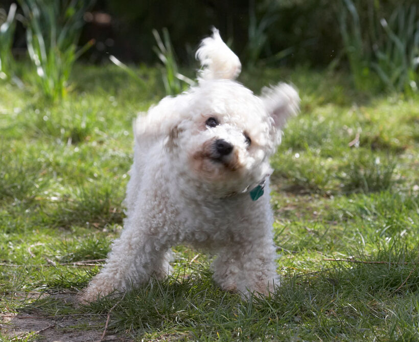 Animal, Animals, Arnie, Bichon Frise, Canine, Canines, Dog, Dogs, Land Mammal, Land Mammals, Play, Playing, Playtime, Terrestrial Mammal, Terrestrial Mammals