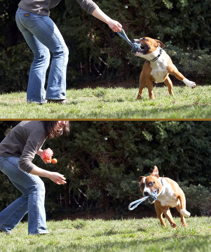 Animal, Animals, Canine, Canines, Dog, Dogs, Emilia, Land Mammal, Land Mammals, Monty, Play, Playing, Playtime, Staffordshire Bull Terrier, Terrestrial Mammal, Terrestrial Mammals, Tug-o-war