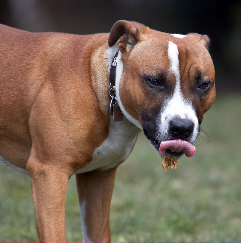 Animal, Animals, Butter, Canine, Canines, Dog, Dogs, Land Mammal, Land Mammals, Monty, Peanut, Play, Playing, Playtime, Staffordshire Bull Terrier, Terrestrial Mammal, Terrestrial Mammals, Tongue