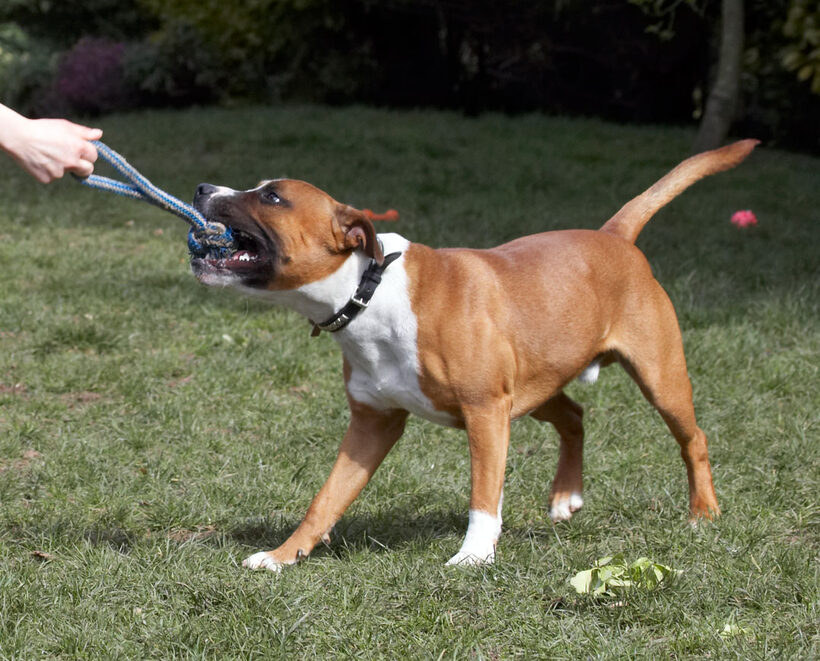 Animal, Animals, Canine, Canines, Dog, Dogs, Land Mammal, Land Mammals, Monty, Play, Playing, Playtime, Staffordshire Bull Terrier, Terrestrial Mammal, Terrestrial Mammals, Tug-o-war