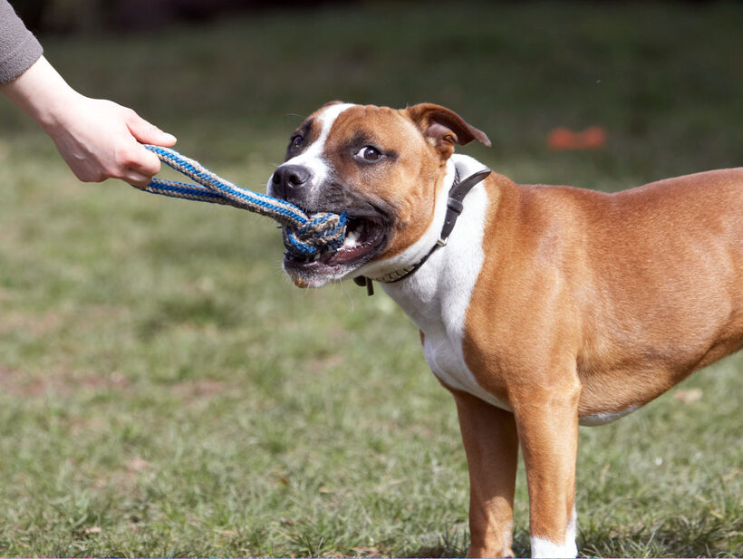 Animal, Animals, Canine, Canines, Dog, Dogs, Land Mammal, Land Mammals, Monty, Play, Playing, Playtime, Staffordshire Bull Terrier, Terrestrial Mammal, Terrestrial Mammals, Tug-o-war