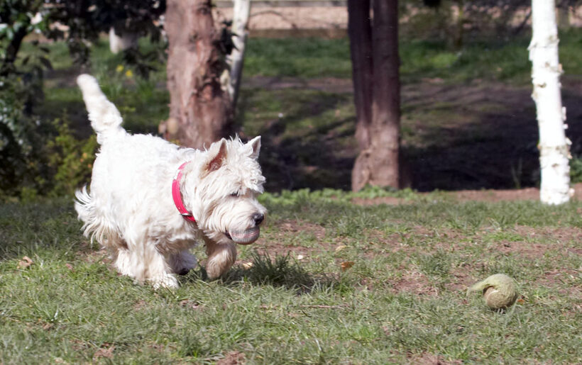 Animal, Animals, Ball, Canine, Canines, Dog, Dogs, Land Mammal, Land Mammals, Milly, Play, Playing, Playtime, Terrestrial Mammal, Terrestrial Mammals, Terriers, West Highland Terrier